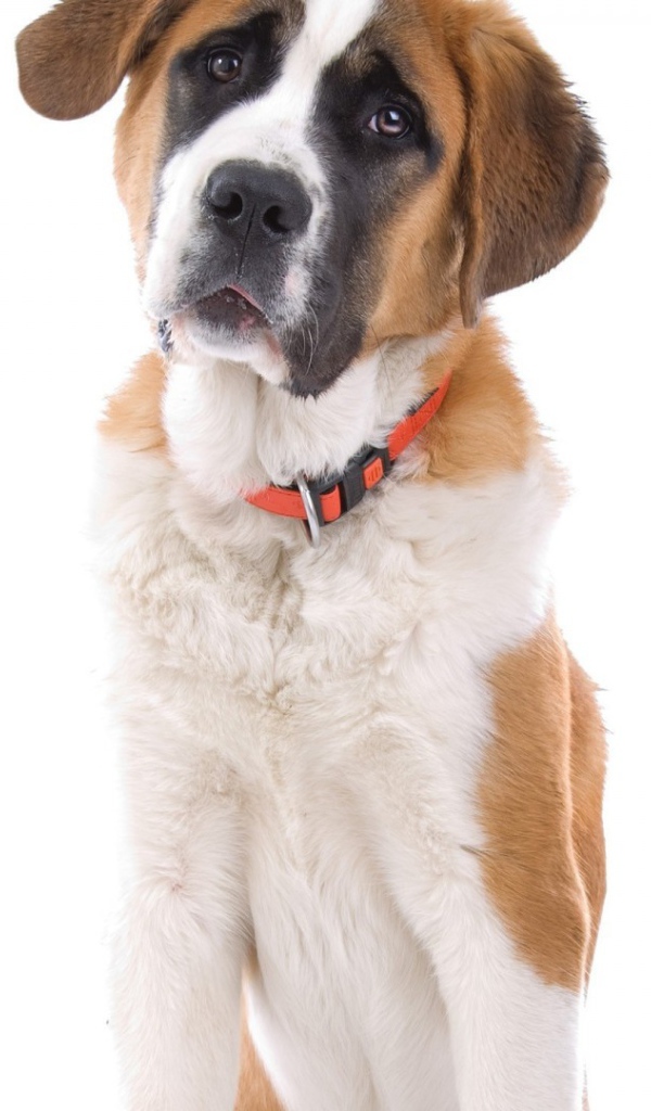 Маленький пес сенбернар