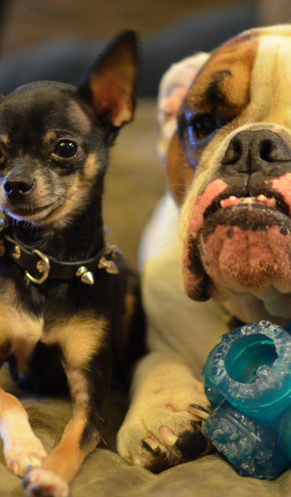 Маленькая чихуахуа с большим псом