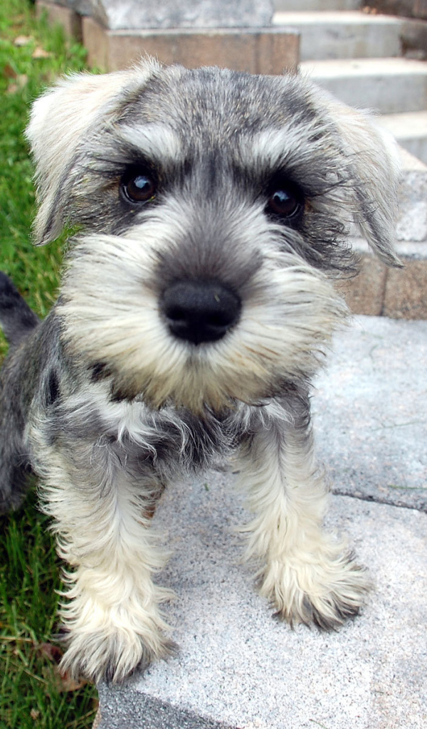 Маленькая собака шнауцер