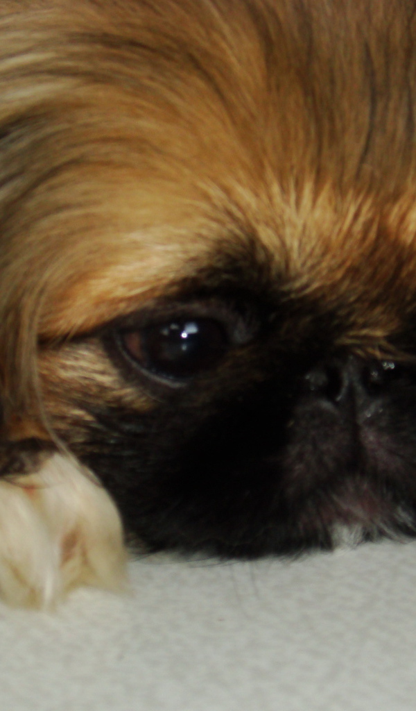 Маленькая девочка пекинес