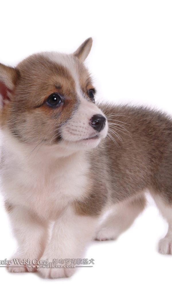 Маленький щенок вельш-корги