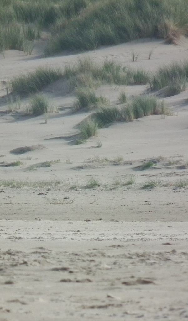 Одинокий эрдельтерьер в пустыне