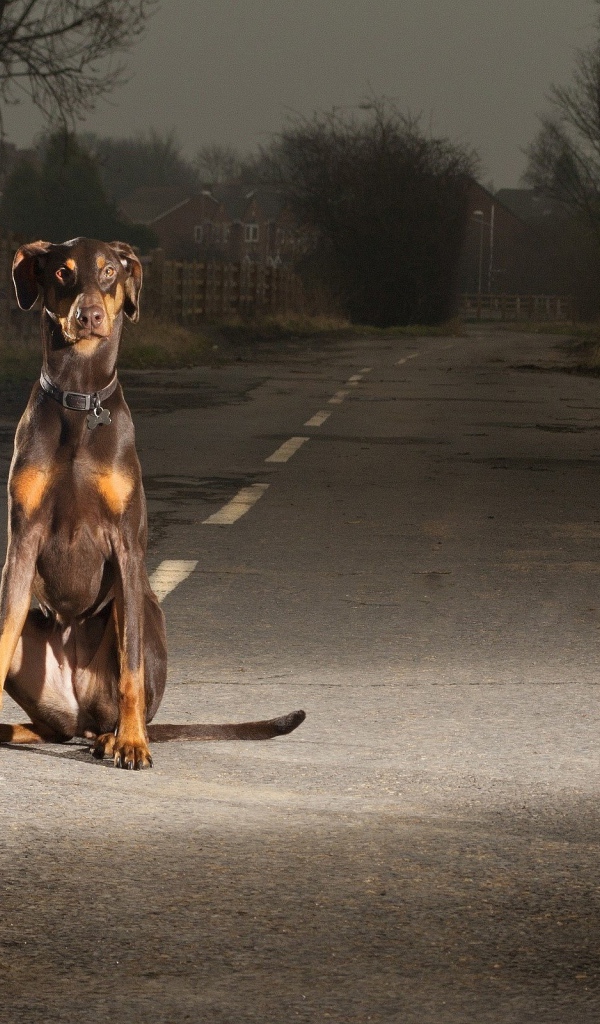Одинокий доберман на дороге