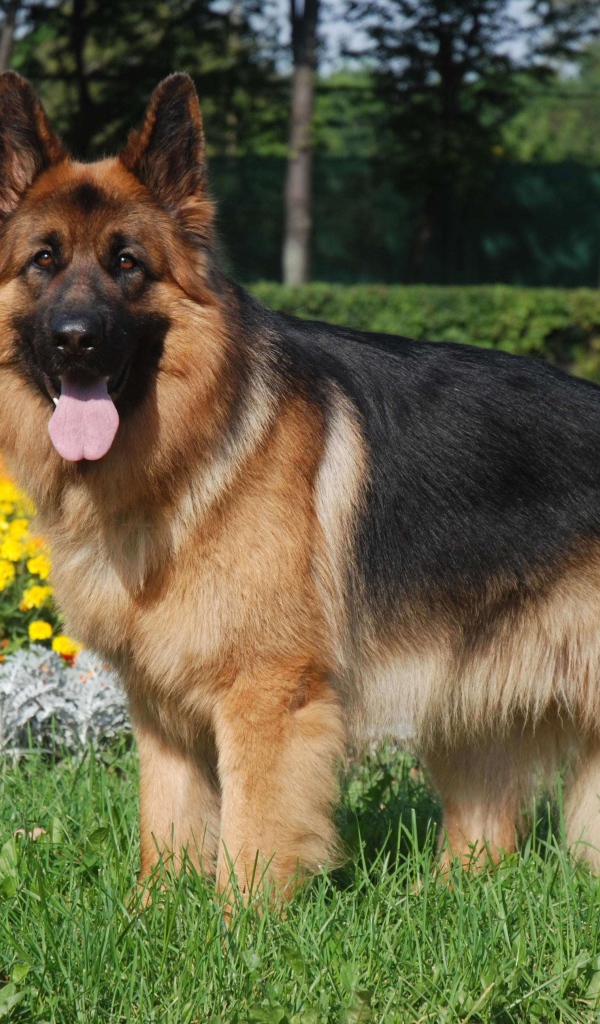 Длинношерстная немецкая овчарка