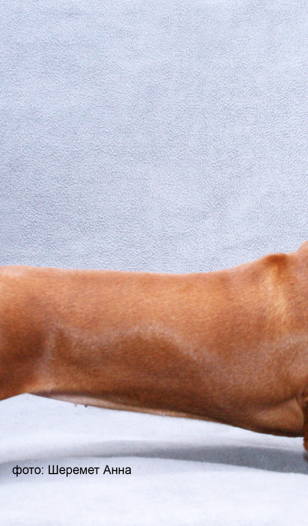 Длинная такса на голубом фоне