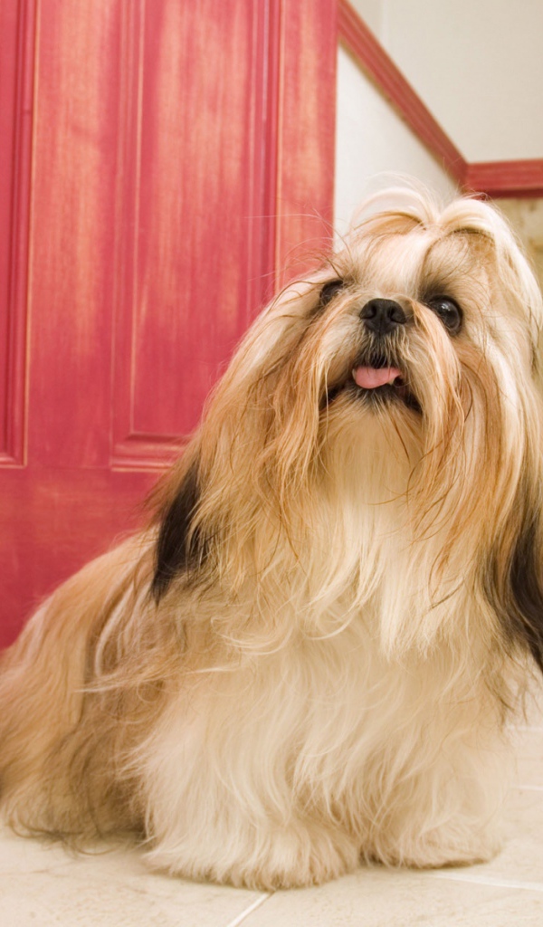 Длинные волосы у шитцу