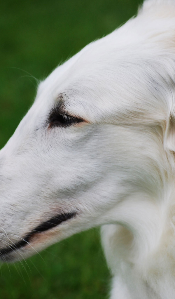 Длинная морда борзой собаки