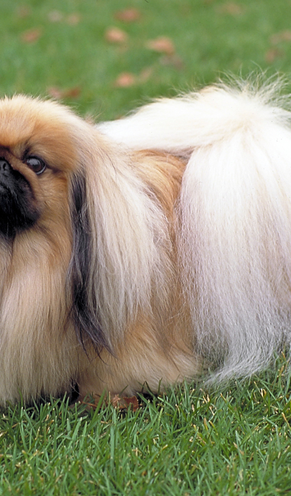 Длинношерстный пекинес на траве