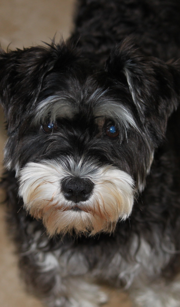 Взгляд маленького шнауцера