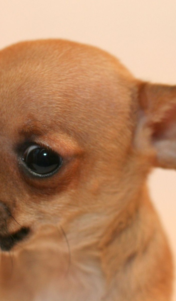 Взгляд собаки чихуахуа