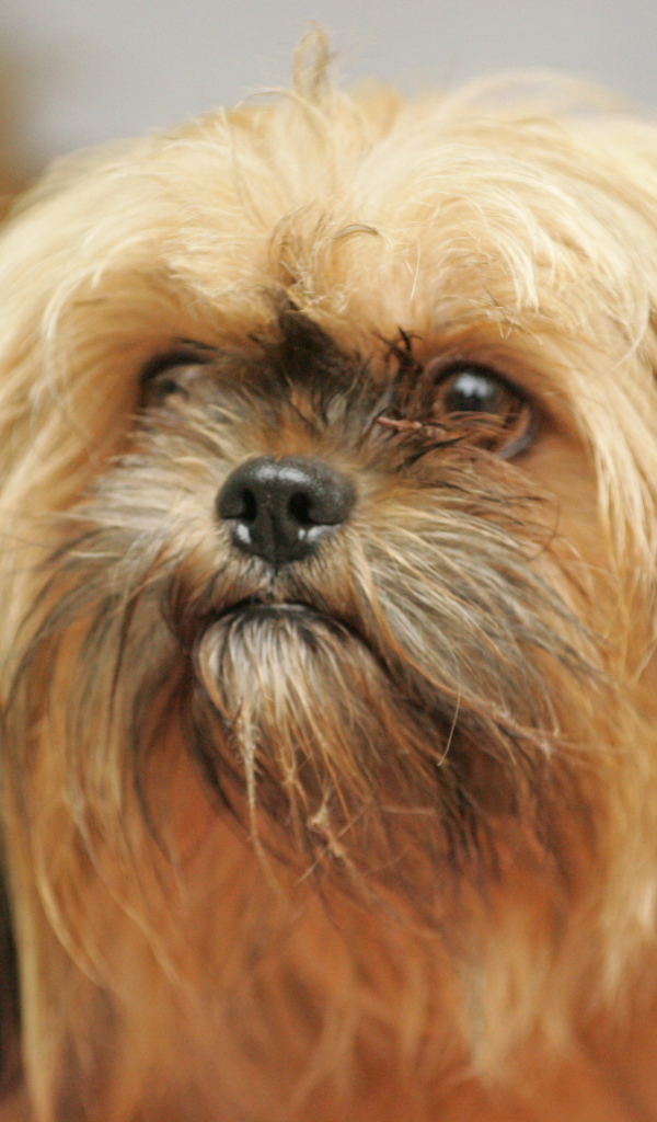 Взгляд милашки пекинеса