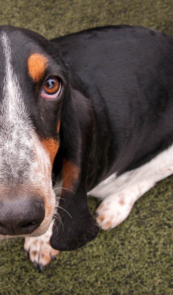 Преданный пес