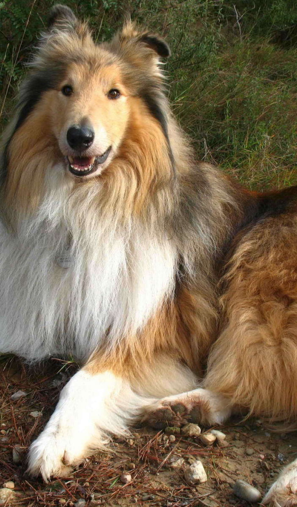 Роскошная собака колли