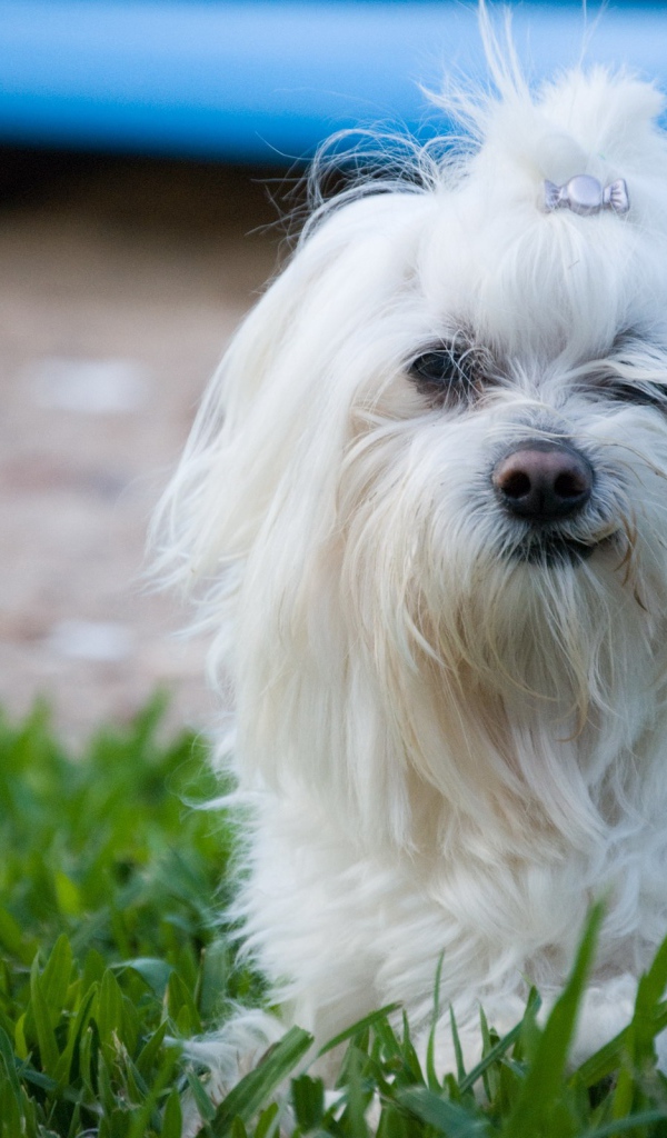 Мальтийская болонка на прогулке