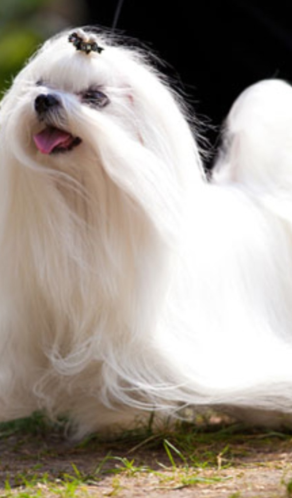 Мальтийская болонка бежит