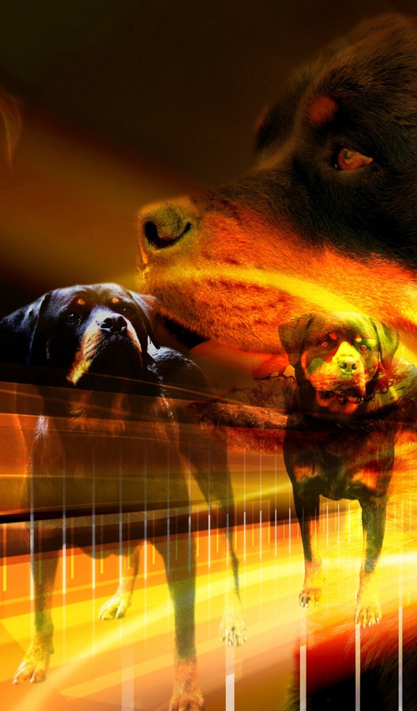 Много собак ротвейлеров