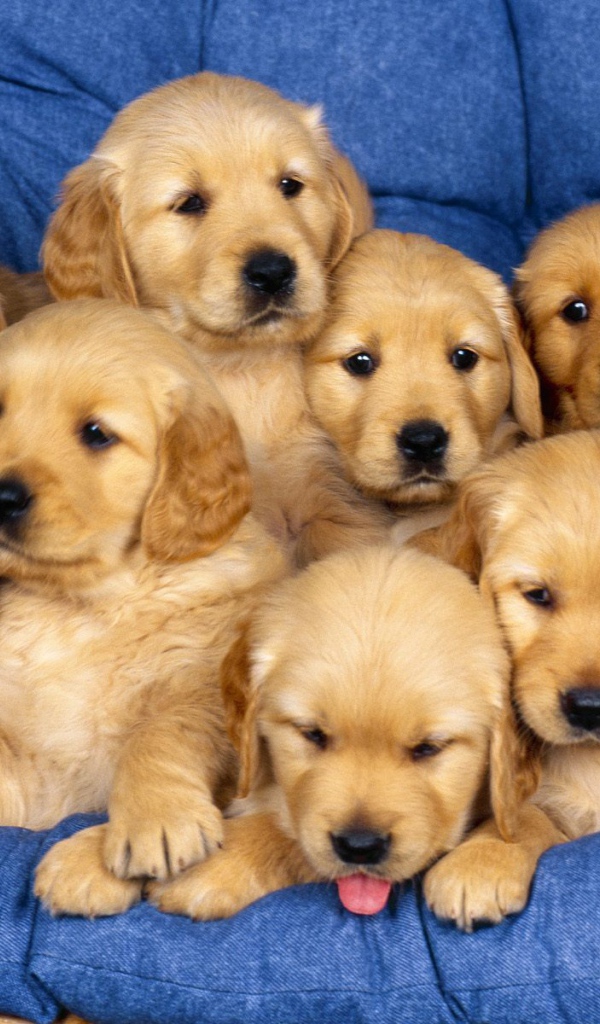 Много щенков ретривера