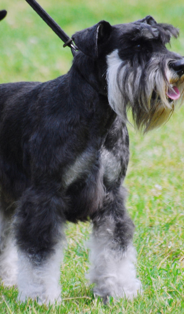 Миниатюрный шнауцер на прогулке