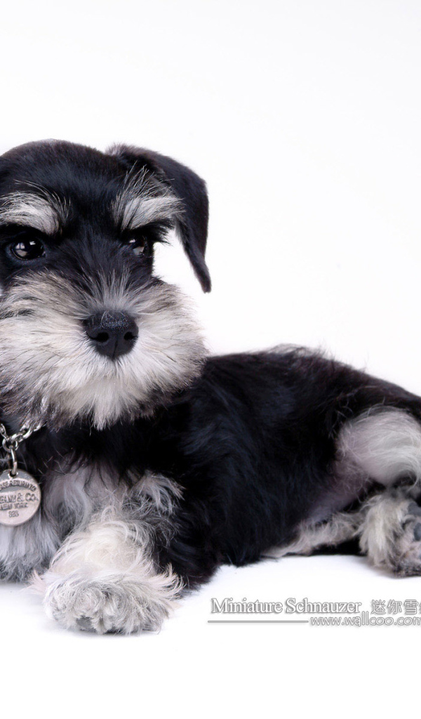 Миниатюрный шнауцер с наградой