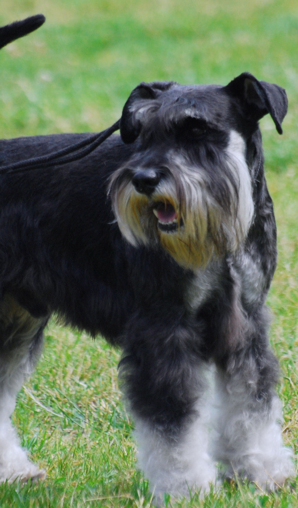 Миниатюрный шнауцер на поводке