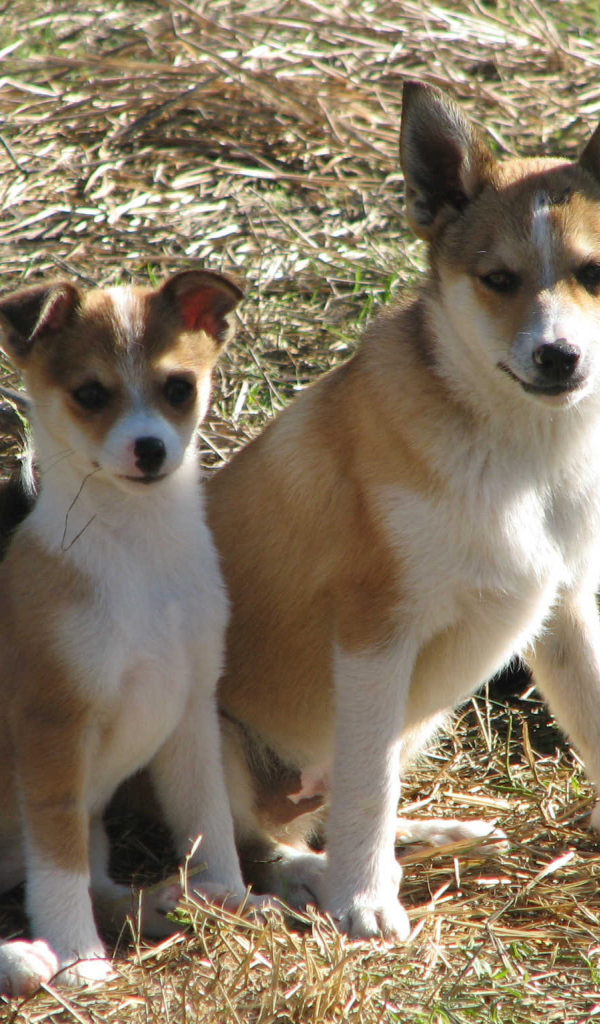 Мама норвежский лундехунд с щенком