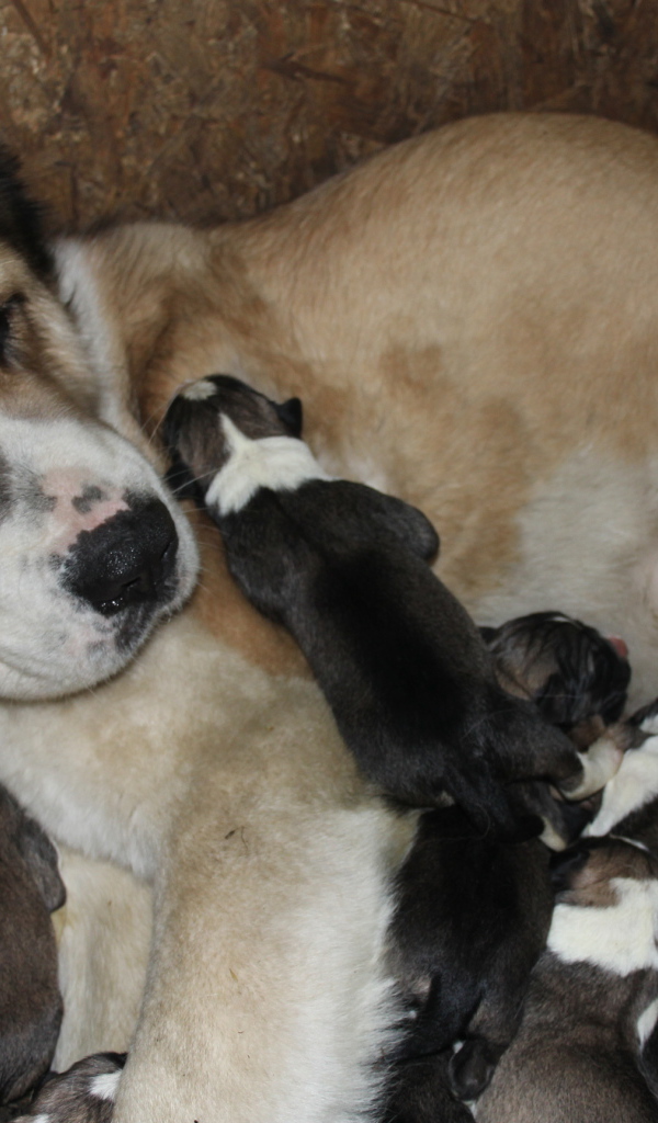 Мама алабай с щенками