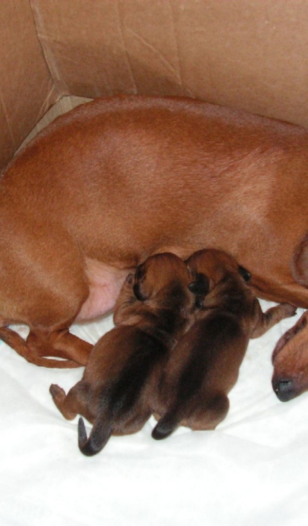 Мама такса с щенками