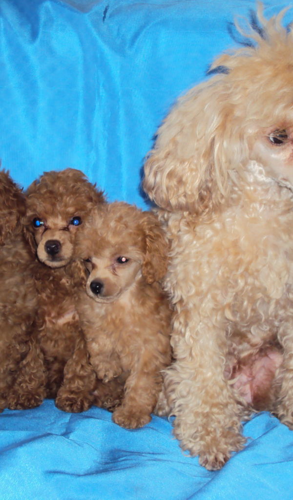 Мама пудель с щенками