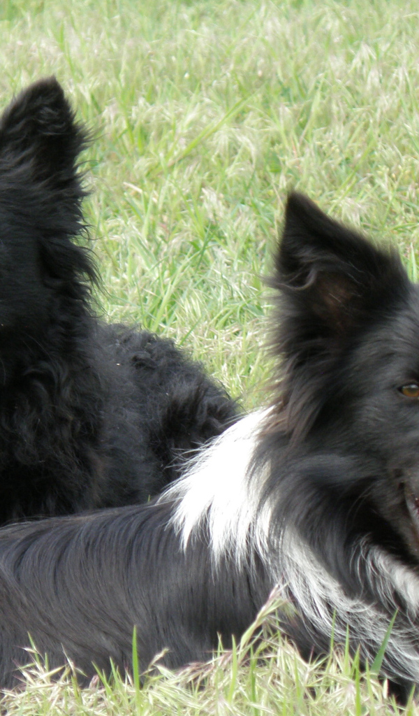 Собаки муди с игрушкой