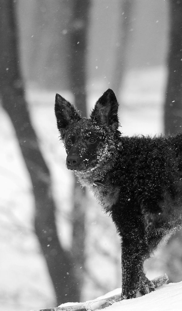 Муди на снегу