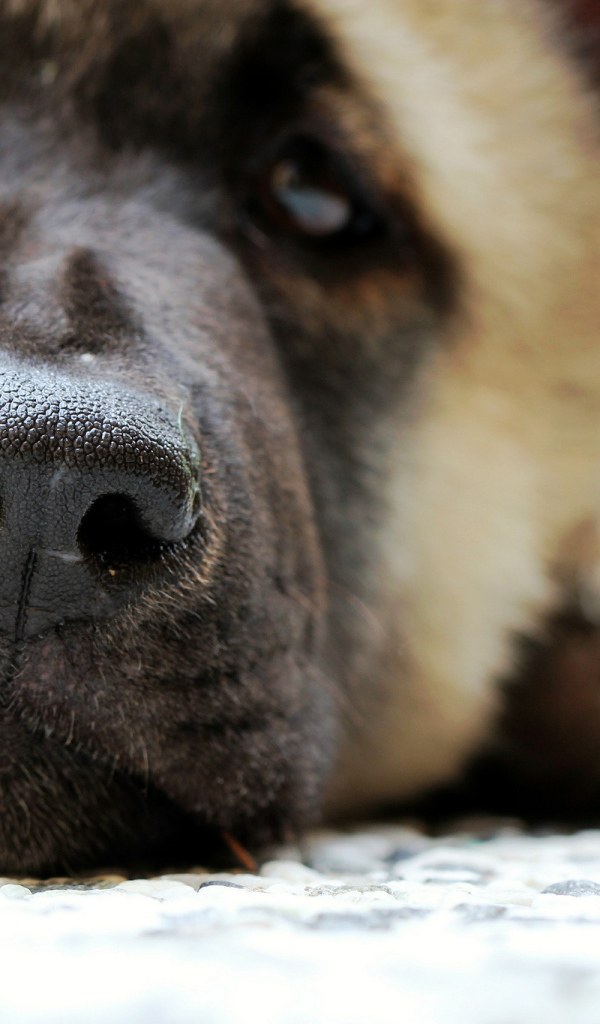 Мордочка американской акиты