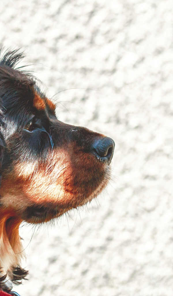 Мордочка кавалер кинг чарльз спаниеля