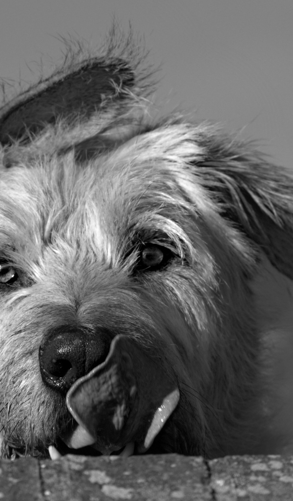 Мордочка ирландского волкодава