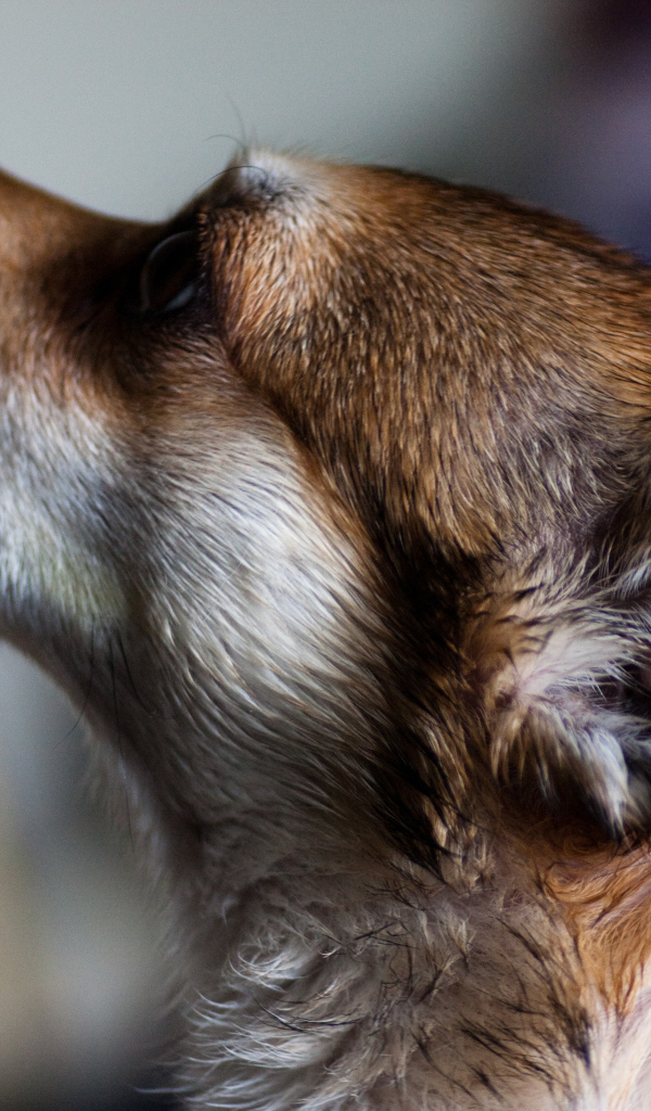 Мордочка норвежского лундехунда