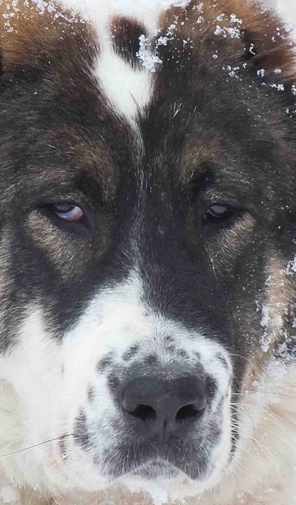 Морда алабая в снегу