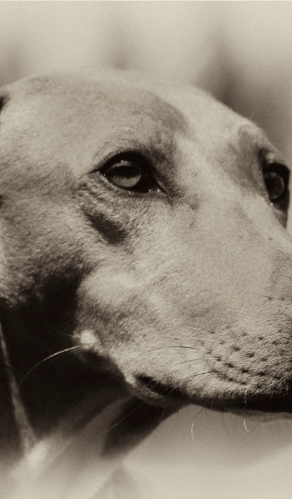 Мордочка собаки азавак