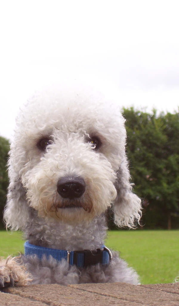 Мордашка собаки бедлингтон терьер