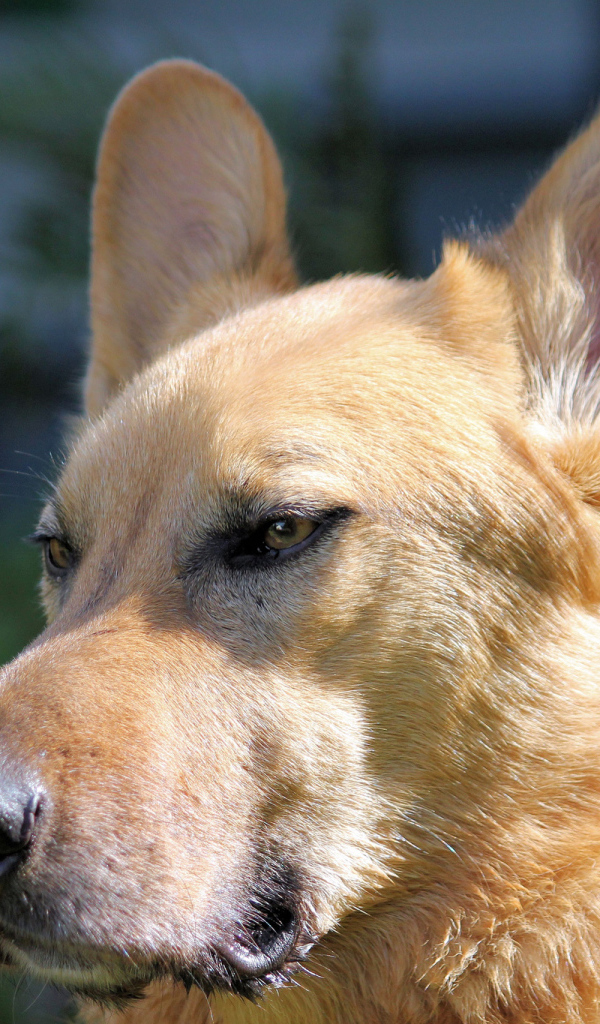 Морда пса чинук