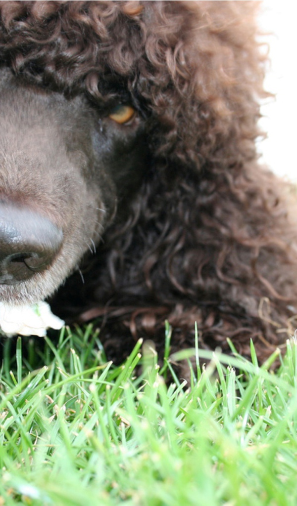 Морда собаки ирландский водяной спаниель