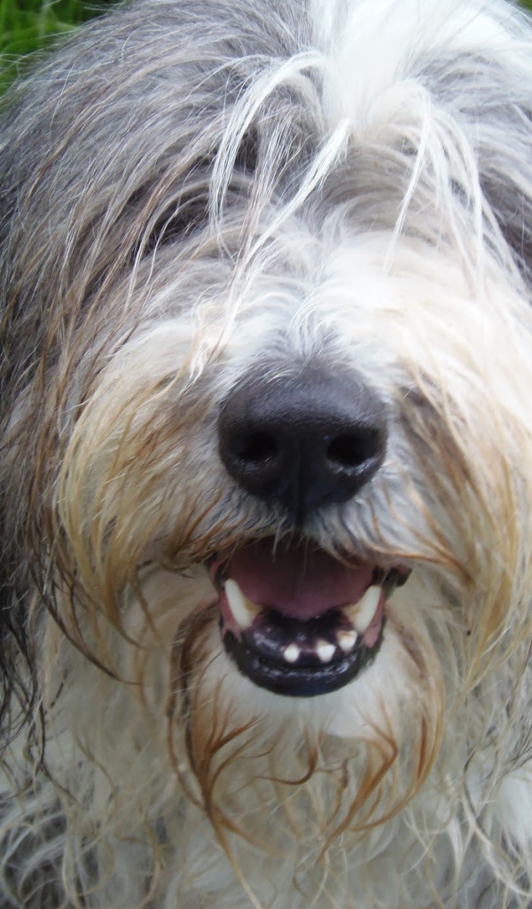 Мордашка собаки породы бобтейл