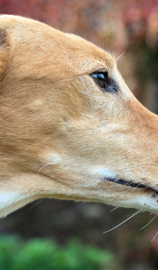 Мордочка собаки породы салюки