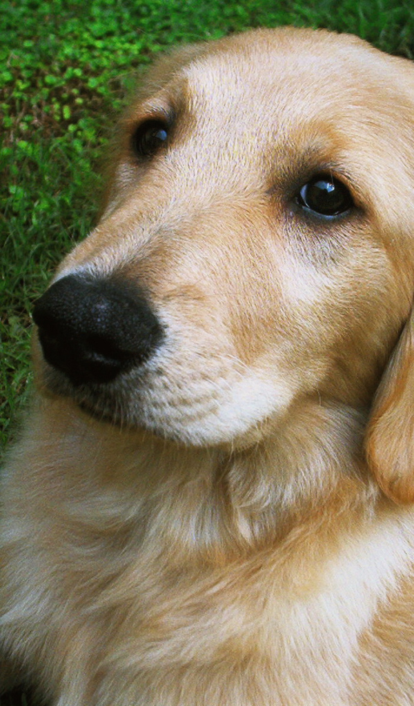 Мордочка золотого ретривера