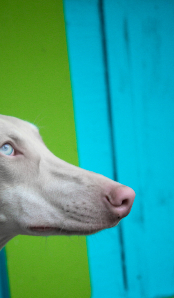 Морда серой фараоновой собаки