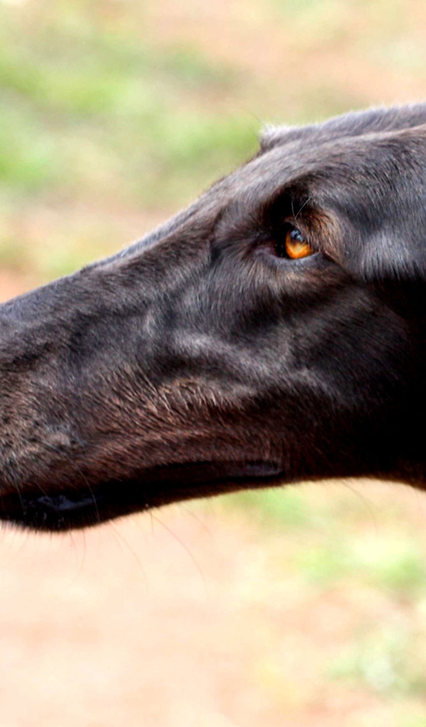 Морда борзой собаки