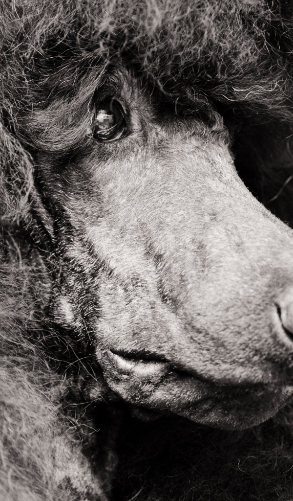 Морда черного пуделя