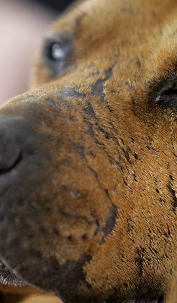 Морда старого питбуля