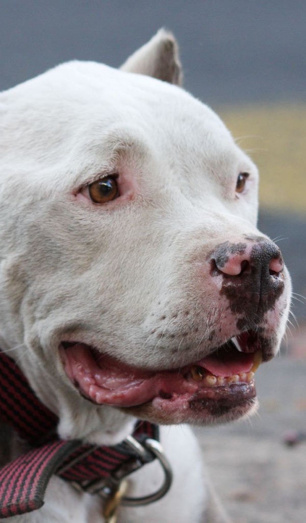 Морда белого питбуля