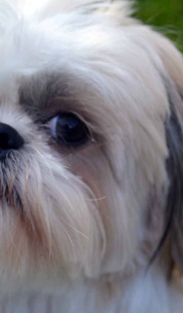Морда белого шитцу