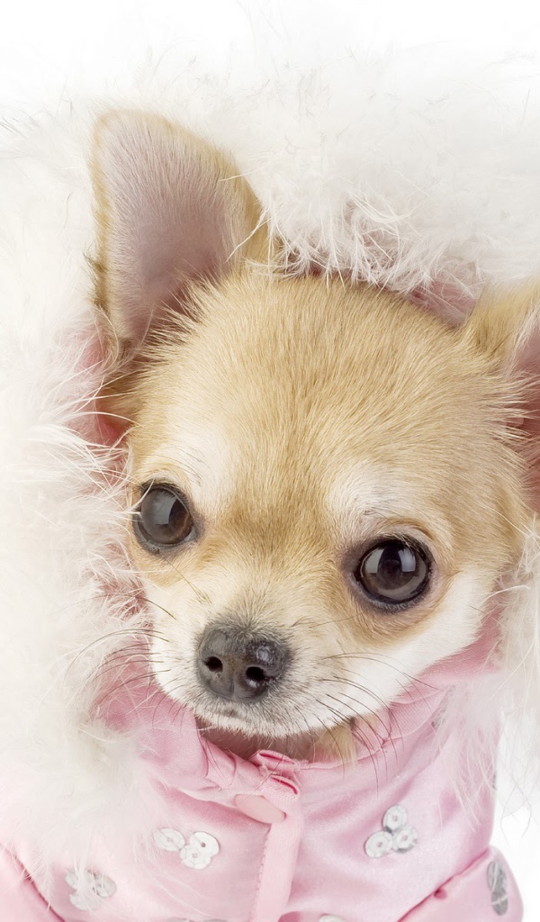 Ухоженная собака чихуахуа