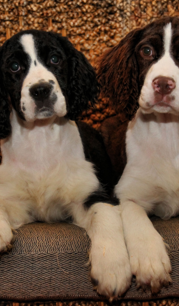 Благородные собаки английский спрингер спаниель